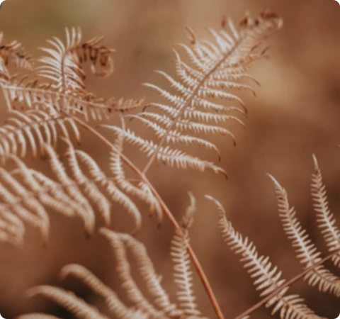 Image of a fern