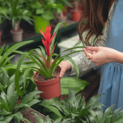Someone holding a plan at a grocery store with a red top