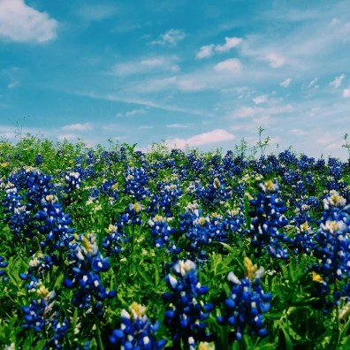A field of blue flowers with a cloudy sky