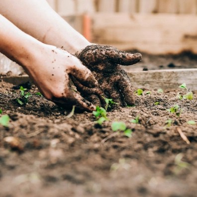 Someone putting their hands in a garden with dirt already on their hands.