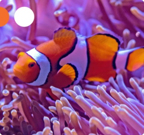 Clown fish